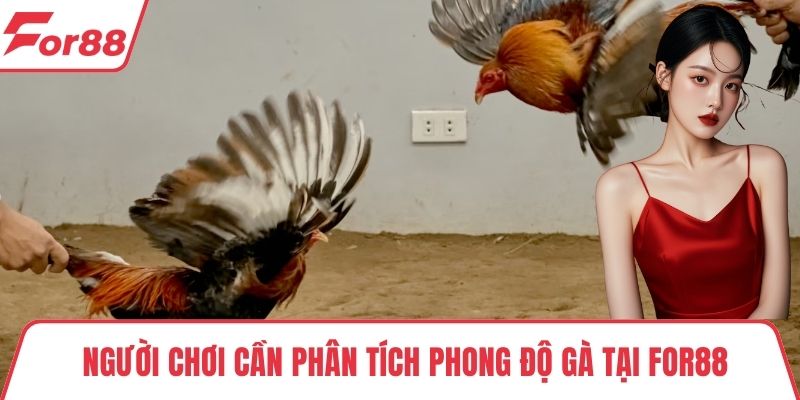 Người chơi cần phân tích phong độ gà tại FOR88