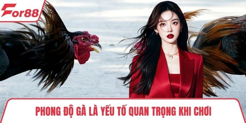 Đá gà campuchia uy tín Phong độ gà là yếu tố quan trọng khi chơi