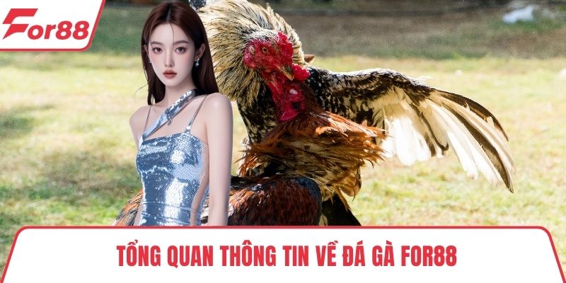 Đá gà FOR88 Tổng quan thông tin về đá gà FOR88